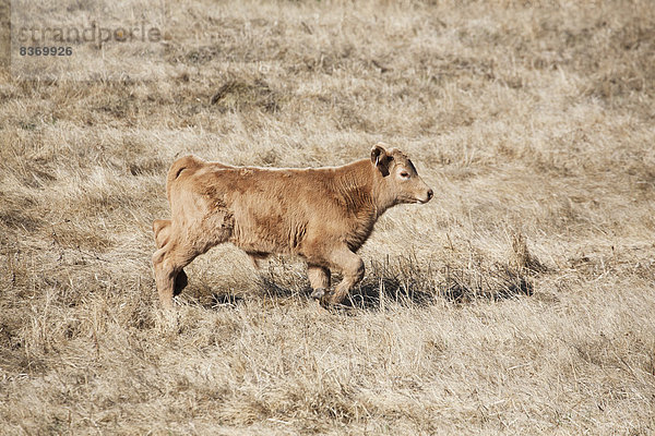 gehen  Feld  jung  Gras  Alberta  braun  Kalb  Kanada