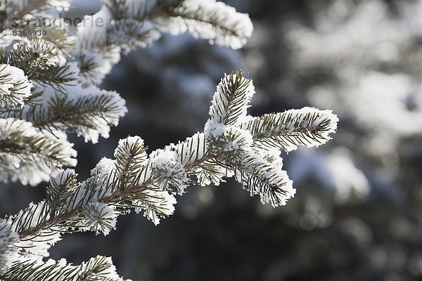 hoch  oben  nahe  bedecken  Baum  Kälte  immergrünes Gehölz  Menschliche Gliedmaße  Menschliche Gliedmaßen  Alberta  Calgary  Kanada  Schnee