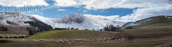 Berg  bedecken  Schaf  Ovis aries  Hintergrund  Feld  England  grasen  Northumberland  Schnee