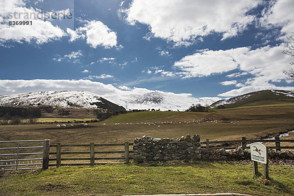 Berg  bedecken  Schaf  Ovis aries  Hintergrund  Wiese  England  grasen  Northumberland  Schnee
