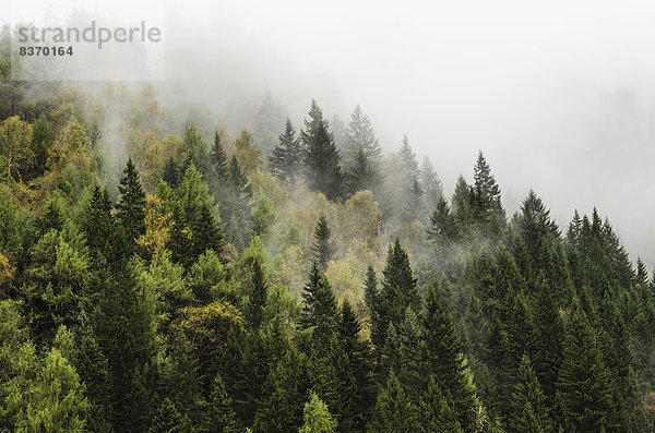 Wolke  Wald  Wolkengebilde