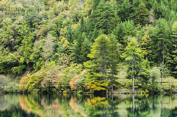 Farbaufnahme  Farbe  Ruhe  Baum  Küste  See  Spiegelung  Herbst  immergrünes Gehölz  Laubbaum