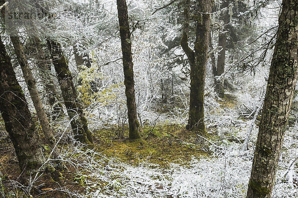 Baum  Wald  Boden  Fußboden  Fußböden  Spur  Beton  Schnee