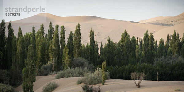 Baum  Landschaft  Sand  Fokus auf den Vordergrund  Fokus auf dem Vordergrund