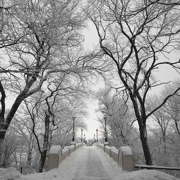 Winter  bedecken  Baum  Weg  Lampe  Menschenreihe  Schnee