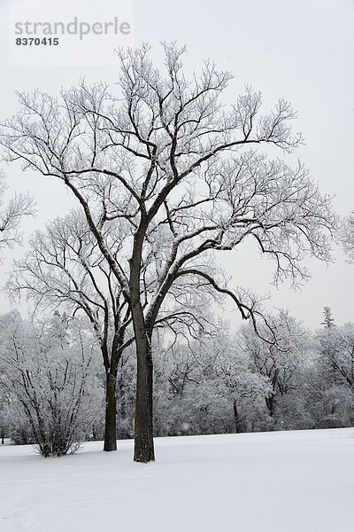 bedecken  Baum  Feld  Schnee