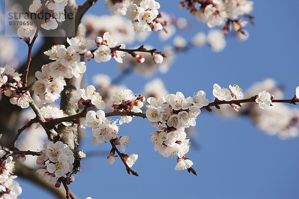 hoch  oben  nahe  Blume  Baum  Frucht  Himmel  blühen  blau  Kanada  Ontario