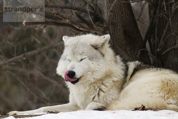Grauwolf Canis lupus pambasileus Gefangenschaft Bellevue Kanada Quebec