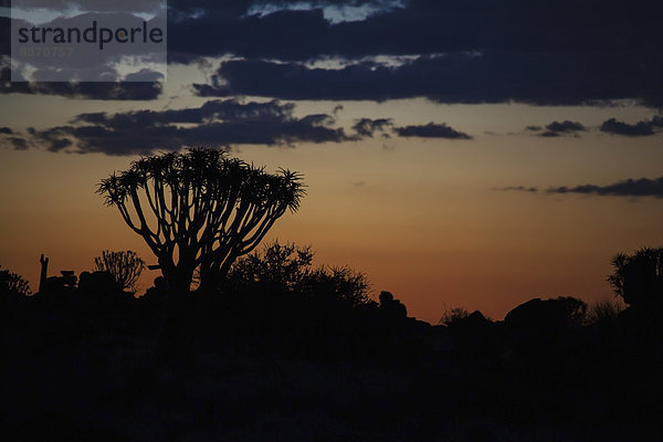 Wolke  Nacht  Baum  Namibia  1