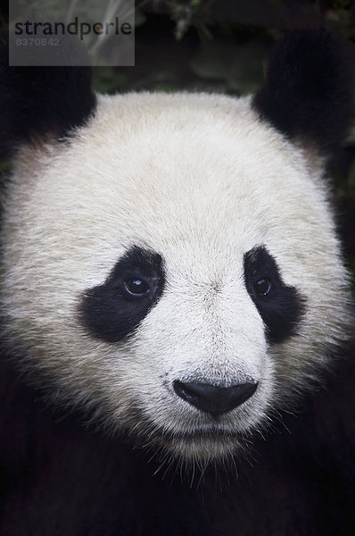 China  Panda