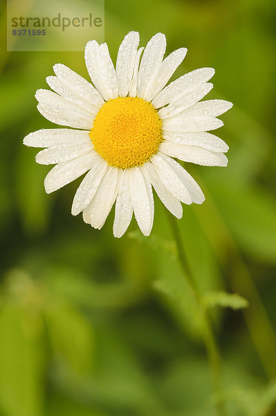 Vereinigte Staaten von Amerika  USA  hoch  oben  nahe  Gänseblümchen  Bellis perennis  Margerite  Chrysanthemum leucanthemum  Ohio