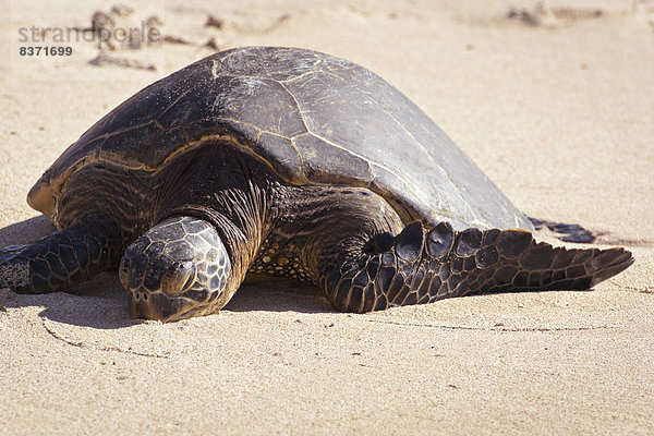 Vereinigte Staaten von Amerika USA Strand Landschildkröte Schildkröte Hawaii North Shore Oahu