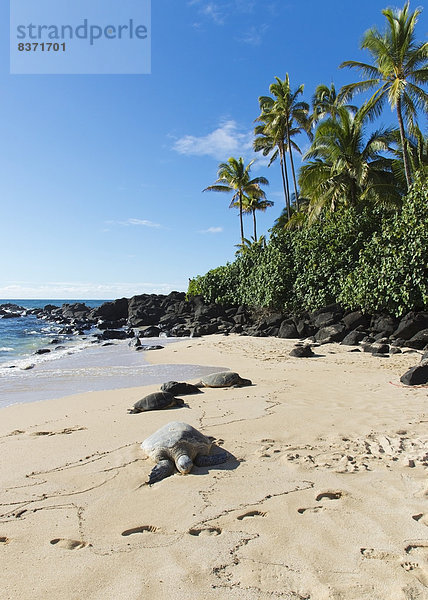 Vereinigte Staaten von Amerika USA Strand Landschildkröte Schildkröte Hawaii North Shore Oahu