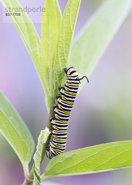 Pflanzenblatt  Pflanzenblätter  Blatt  Monarchie  Schmetterling  Kanada  Raupe  Manitoba