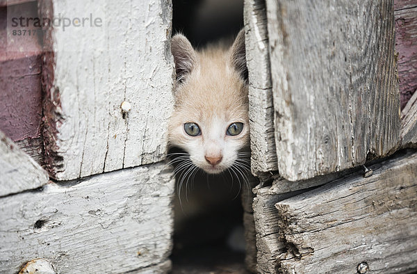 aufspüren Tür Scheune Kanada Kätzchen Katze Manitoba nachsehen