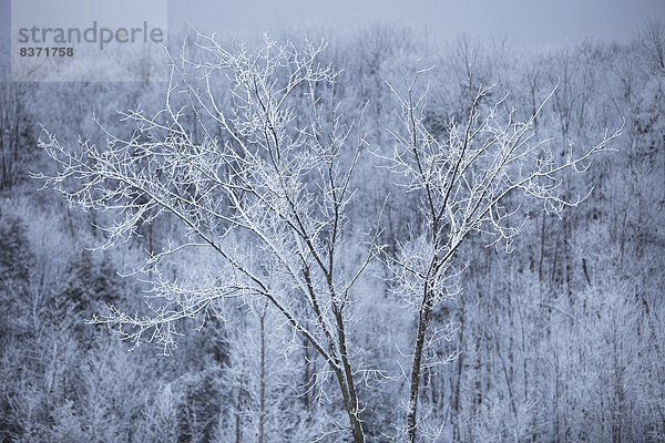 Staub wischen  staubwischen  nahe  leer  Frische  Baum  unterhalb  Steppe  Öde  Kanada  Ontario  Schnee