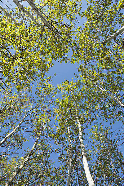 hoch oben niedrig sehen Baum Himmel blau groß großes großer große großen Ansicht Flachwinkelansicht Alberta Winkel Calgary Kanada