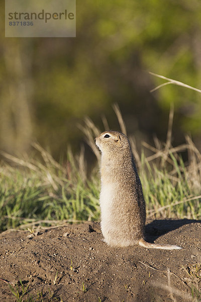 Erdhörnchen  Xerinae  hoch  oben  nahe  stehend  Loch  Alberta  Calgary  Kanada