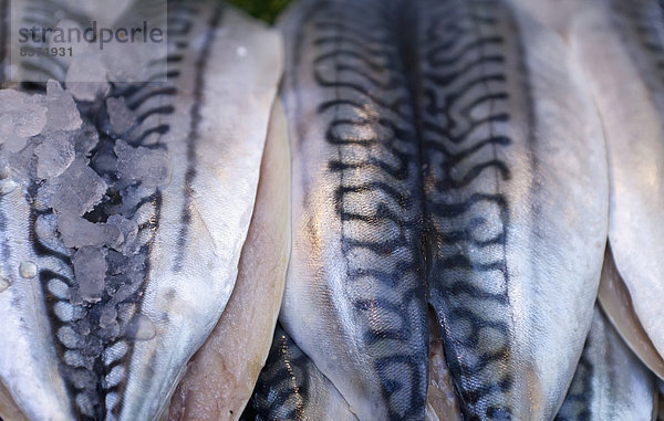 Fische zum Verkauf am Borough Market London  England