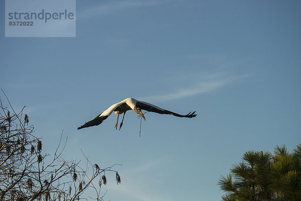 Vereinigte Staaten von Amerika USA tragen Holz Ast amerikanisch Florida Storch