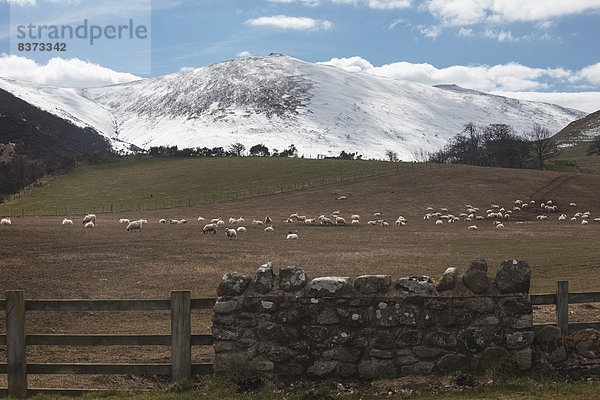 bedecken  Hügel  Schaf  Ovis aries  Feld  Fokus auf den Vordergrund  Fokus auf dem Vordergrund  Gras  England  grasen  Northumberland  Schnee