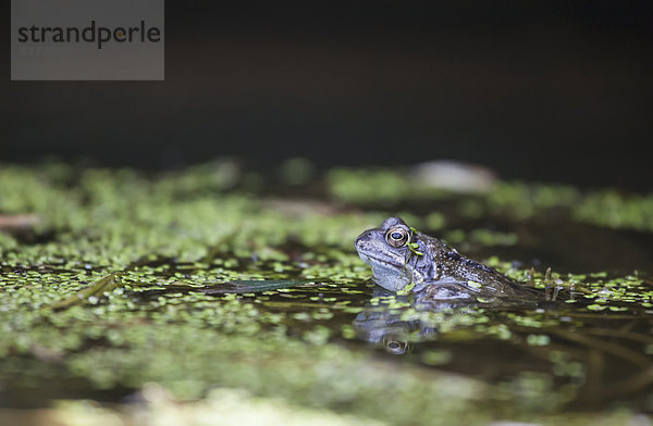 Wasser klein fließen Frosch England Tyne and Wear