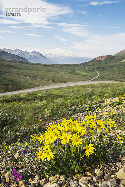 Vereinigte Staaten von Amerika  USA  niedrig  Berg  verstecken  Wolke  Rauch  Hintergrund  Wildblume  Kies  Fokus auf den Vordergrund  Fokus auf dem Vordergrund  Denali Nationalpark  Mount McKinley  Alaska  Bank  Kreditinstitut  Banken