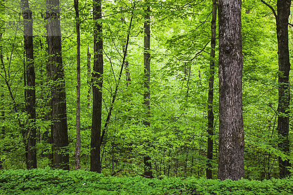 Vereinigte Staaten von Amerika  USA  nahe  Wald  Campingplatz  Süden  Kiefer  Pinus sylvestris  Kiefern  Föhren  Pinie  Höhle  Vermont