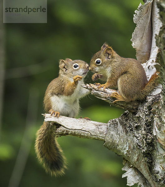 Spiel  Baum  rot  2  Eichhörnchen  Sciurus vulgaris  Kanada  Ontario