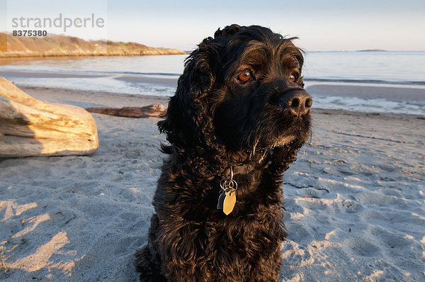 sitzend Strand Eiche Cocker Spaniel Cockerspaniel Bucht British Columbia Kanada