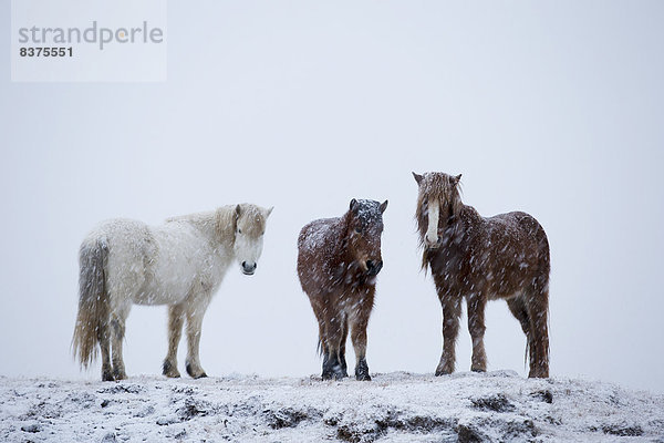 stehend  Blizzard  Island