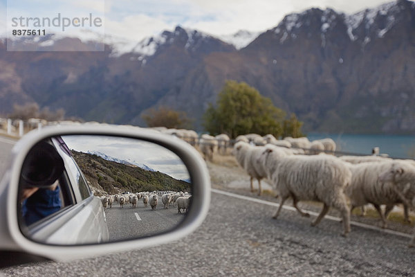 Auto  Schaf  Ovis aries  Fernverkehrsstraße  Ende  Bundesstraße  Herde  Herdentier  Vogelschwarm  Vogelschar  Neuseeland  Queenstown