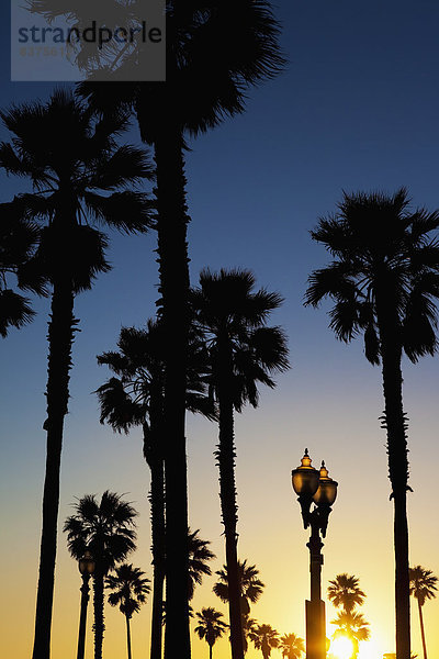 Vereinigte Staaten von Amerika  USA  Sonnenuntergang  Baum  über  Lampe  Kalifornien