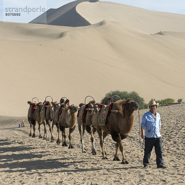 führen Berg Mann Hintergrund Sand Gesang China Kamel