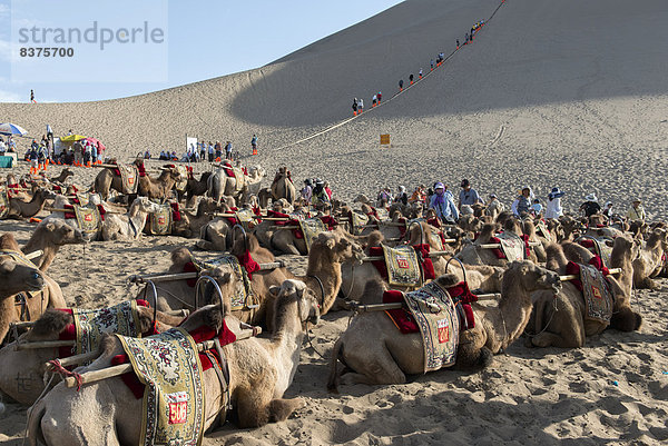 Berg Tourist Sand Gesang Boden Fußboden Fußböden China Kamel