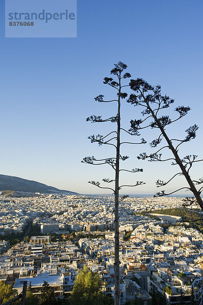 Athen Hauptstadt Stadtansicht Stadtansichten Baum Sonnenaufgang Fokus auf den Vordergrund Fokus auf dem Vordergrund Ansicht Griechenland