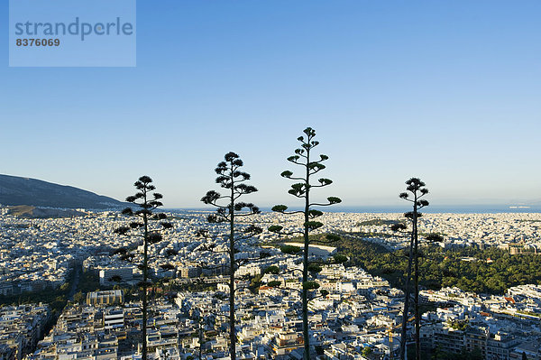 Athen Hauptstadt Stadtansicht Stadtansichten Baum Sonnenaufgang Fokus auf den Vordergrund Fokus auf dem Vordergrund Ansicht Griechenland