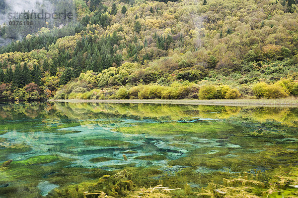 Farbaufnahme  Farbe  Botanik  Unterwasseraufnahme  Tal  Wald  See  Herbst  Ähnlichkeit  China  Sichuan