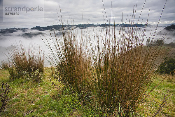 Nationalpark Morgen über Hügel Nebel Lodge Landhaus blau Ansicht Ente Neuseeland