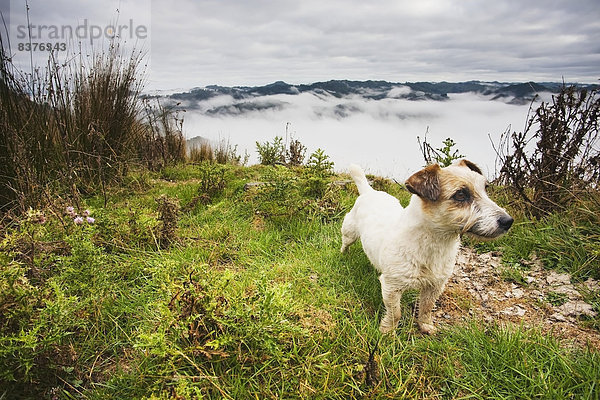 Nationalpark Morgen über Hügel Schaf Ovis aries Hund Nebel Lodge Landhaus blau Ansicht Ente Neuseeland