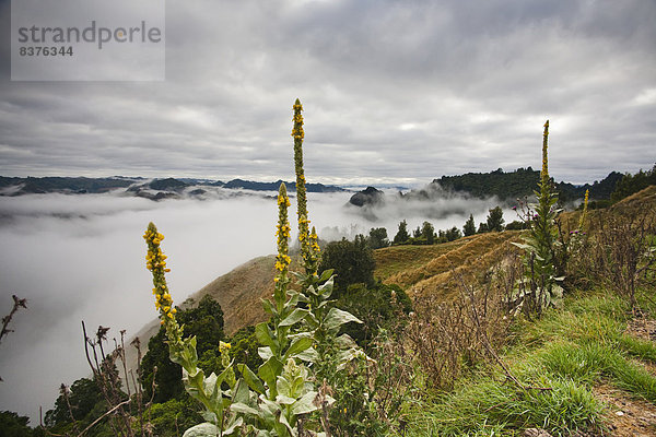 Nationalpark Morgen über Hügel Nebel Lodge Landhaus blau Ansicht Ente Neuseeland