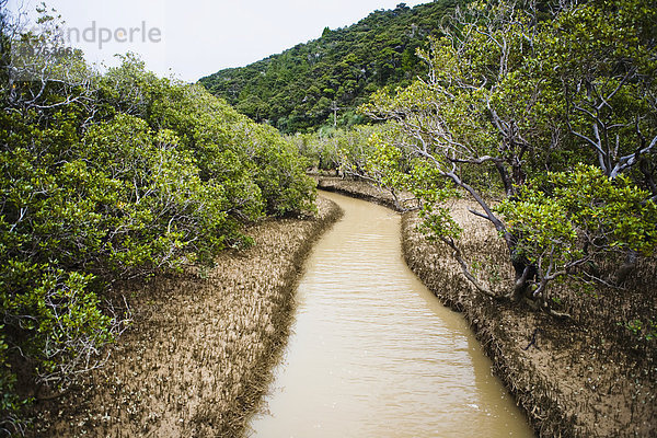 Spur  gehen  Eingang  Wald  Mangrove  Neuseeland