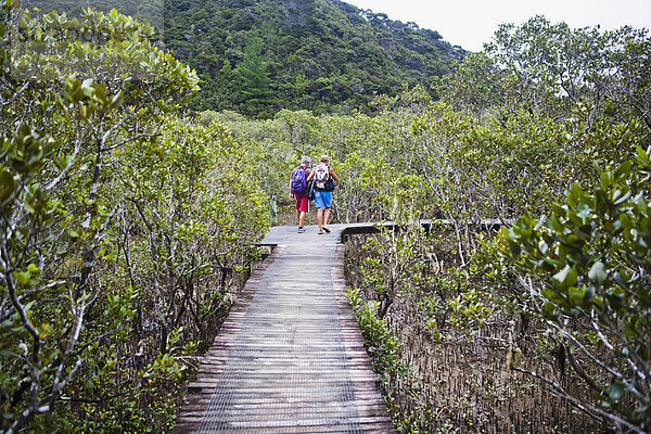 Spur gehen Eingang Wald Mangrove Neuseeland