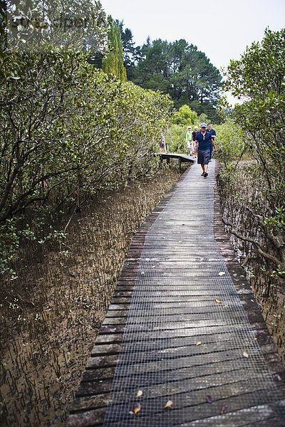 Spur gehen Eingang Wald Mangrove Neuseeland