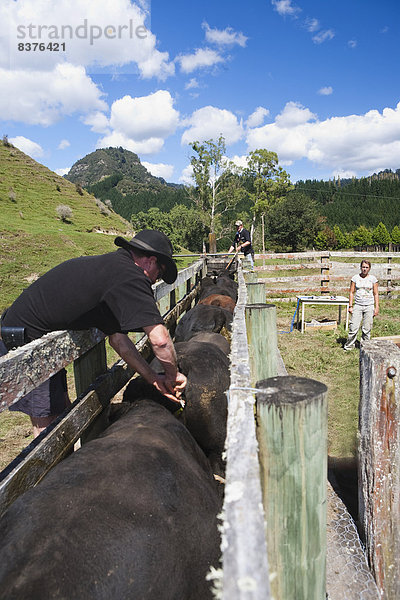 Bulle Stier Stiere Bullen Tourist Lodge Landhaus Rind blau Teilnahme Identifikation Ar Ente