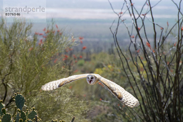 Vereinigte Staaten von Amerika  USA  Arizona  Sonoran Desert