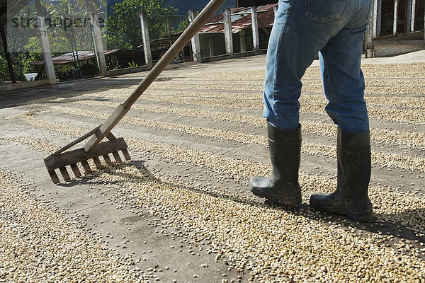 Kaffeebohne  arbeiten  Rechen  Kaffee  Bohne  Plantage  Guatemala