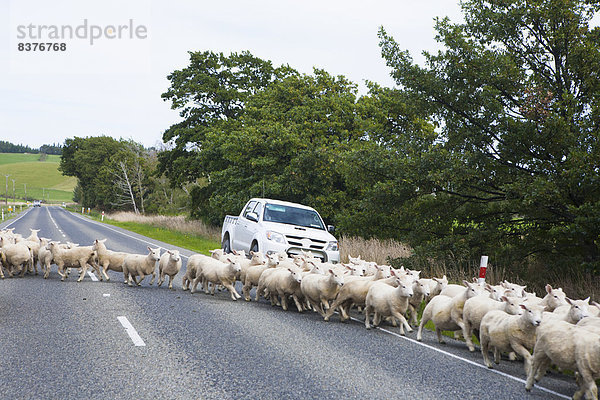 Auto  Schaf  Ovis aries  Fernverkehrsstraße  sehen  Invercargill  Marmelade  Neuseeland  Süden  Straßenverkehr