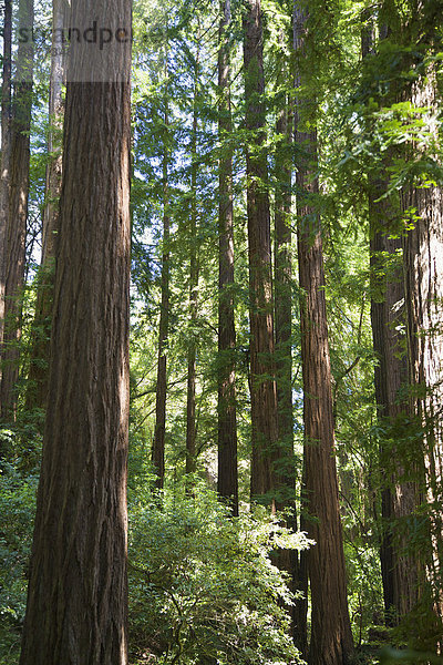 Vereinigte Staaten von Amerika  USA  Laubwald  Monument  Moor  Kalifornien  Marin County