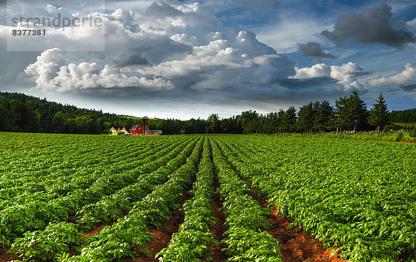 Nutzpflanze  Feld  Kartoffel  Reihe  Kanada  Prince Edward Island